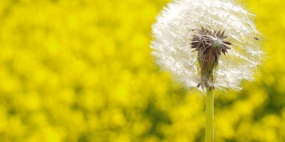 ¡Achus! Mejores aplicaciones para controlar el polen y otros alérgenos del ambiente
