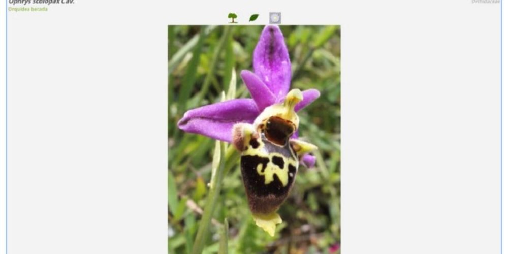 Tercera edad apasionada por las plantas, os encantará esta aplicación